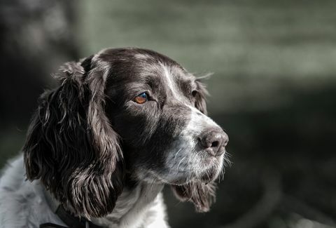 springer spaniel inglés