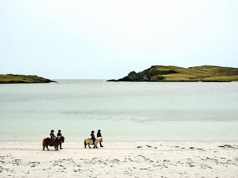 ponis de Shetland