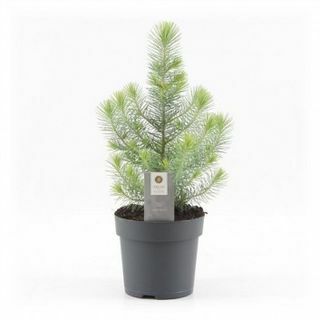 Mini Árbol de Navidad - Pino Silver Crest