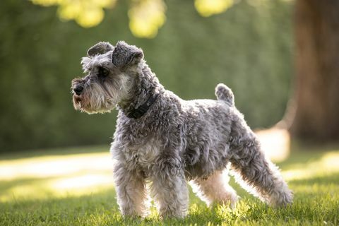 Schnauzer miniatura