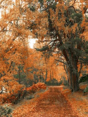 paseos por el bosque por loch an eilein en otoño