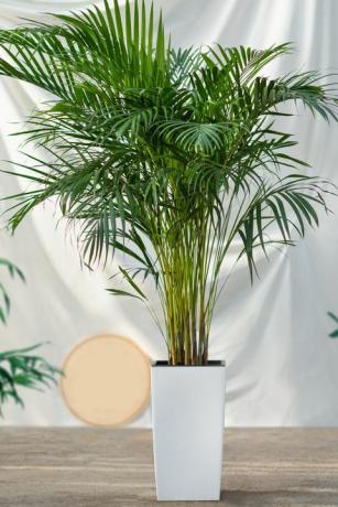 dypsis lutescens, caña de areca, planta de palma de caña dorada en maceta blanca