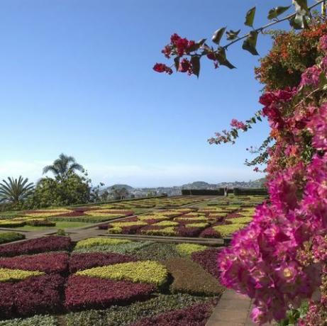 jardín botánico en funchal, madeira