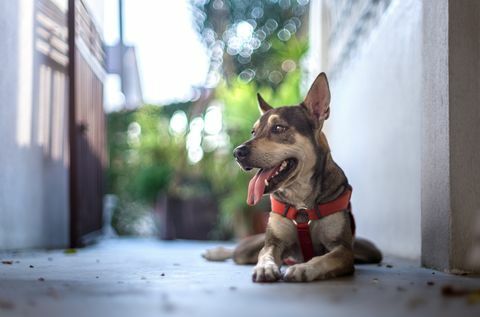 Perro mestizo: las mejores razas para trabajar desde casa