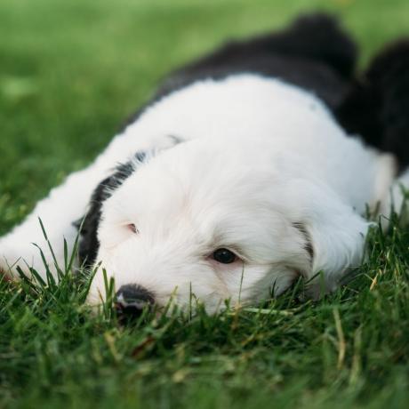 Perro Dulux da la bienvenida a una camada de cachorros