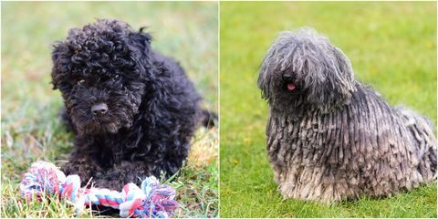 Puli Dog como cachorro y adulto