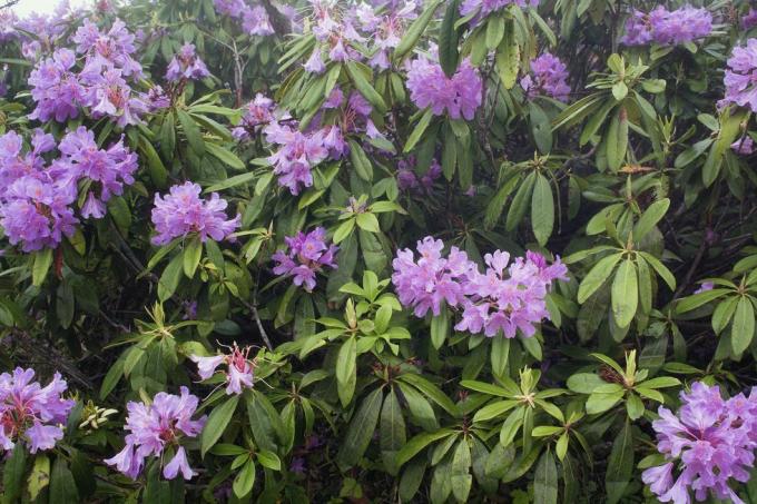 Vista de las rosas de montaña Rhododendron ponticum la imagen se captura en la montaña llamada hermana de la ciudad de Trabzon ubicada en la región del Mar Negro de Turquía