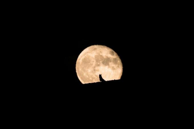 silueta de un perro lobo viendo salir la luna llena, luna llena y silueta, fotografía de mascotas, halloween