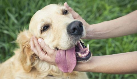 manos acariciando perro golden retriever