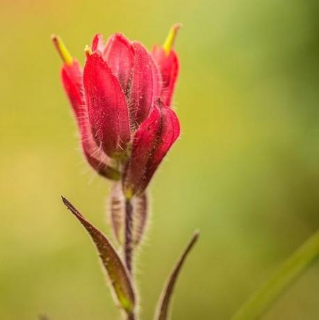 hermosas fotos de flores