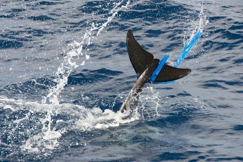 'Delfín Rissos (Grampus griseus), con una bolsa de plástico en la aleta caudal, Fuerteventura, Islas Canarias'