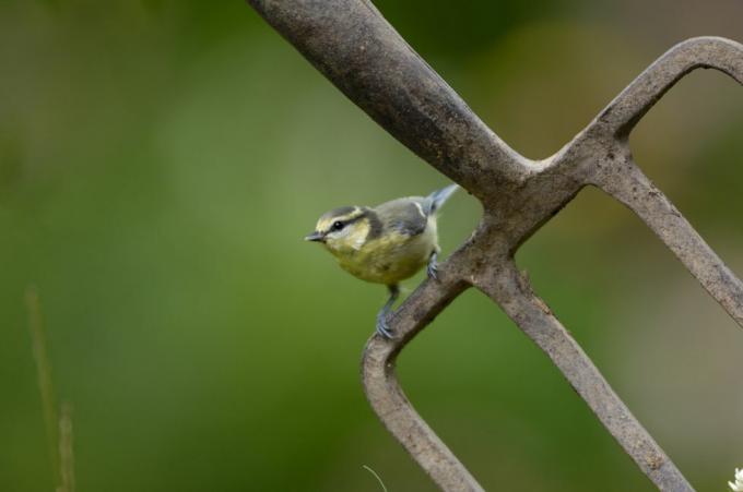 azul tit parus caeruleus, juvenil, encaramado en el tenedor de jardín co durham julio