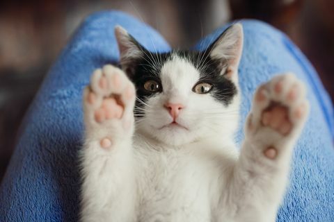 gato blanco yace sobre las rodillas de la mujer