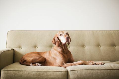 Estados Unidos, Utah, Salt Lake City, perro en el sofá