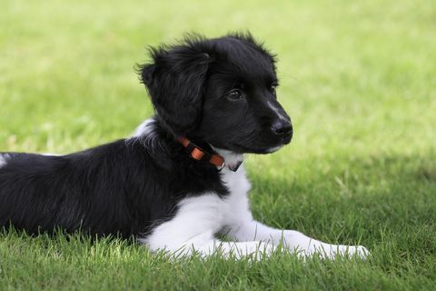 Joven holandés Frisian Stabyhoun ("Friese Stabij") perro tendido en el césped