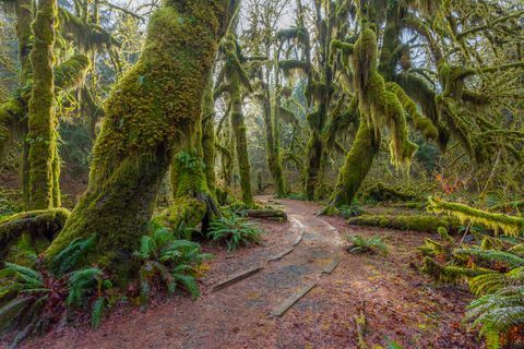 un sendero en el bosque verde de hadas, el bosque a lo largo del sendero está lleno de viejos árboles templados cubiertos de musgos verdes y marrones