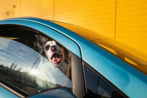 perro mirando por la ventana del coche