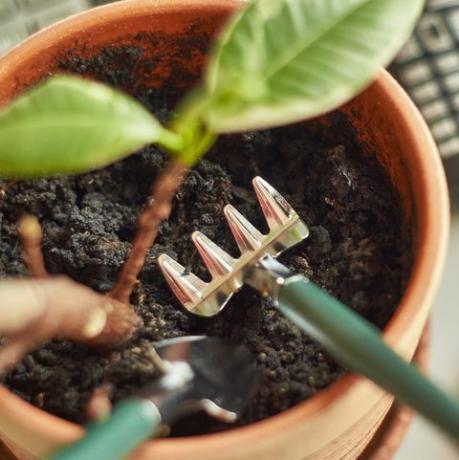 humedad del suelo y nivel de ph, plantas de oficina rastrillo pequeño y pala en la maceta de flores en el lugar de trabajo