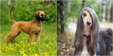 razas de perros que se parecen a los cachorros