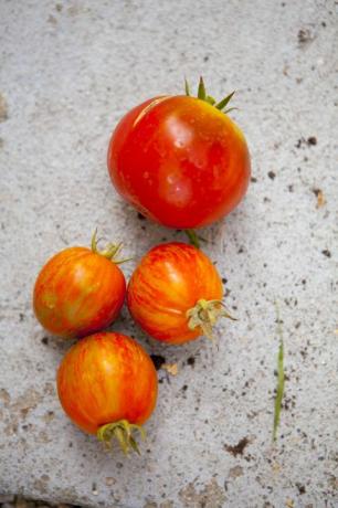Cerca de tomates frescos en concreto