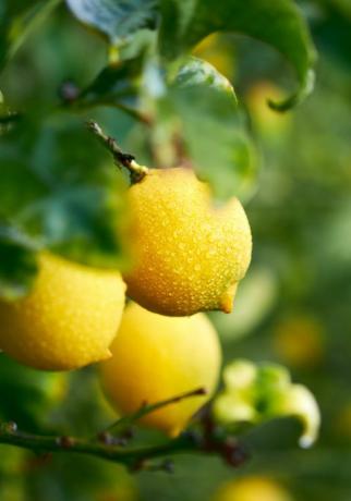 Lemon Grove limones maduros colgando de un árbol cerca de España