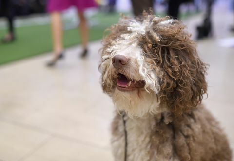 140a exposición canina anual del club canino de westminster conoce a las nuevas razas