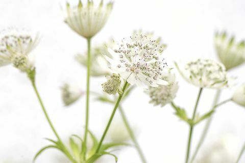 Astrantia blanca principales flores de verano 