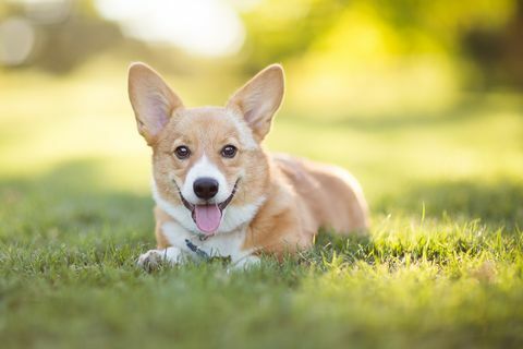 las razas de perros mas pequeñas del mundo