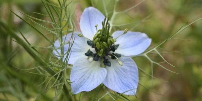 Nigella