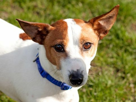 aplausos aplausos para perros de rescate para cuidadores