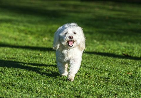 un bichón frisé feliz