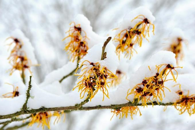 Imagen de primer plano de la floración de primavera Hamamelis - flores de hamamelis amarillas cubiertas de nieve