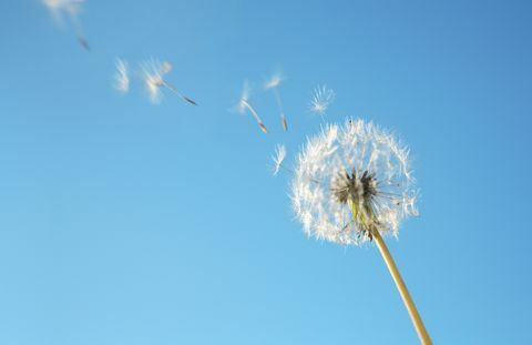 Polen de diente de león en brisa contra el cielo azul