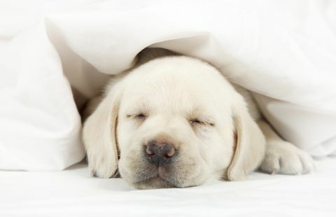 Cachorro Labrador durmiendo en una cama