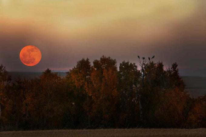 luna de cosecha que se eleva sobre los árboles de otoño con pájaros posados ​​sobre ellos