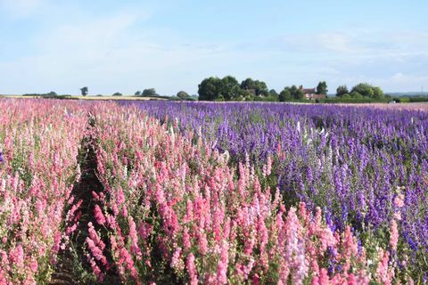 Pétalos de rosa - Pétalos de Shropshire