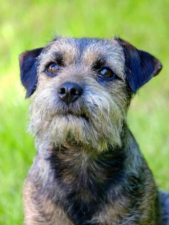 retrato de border terrier