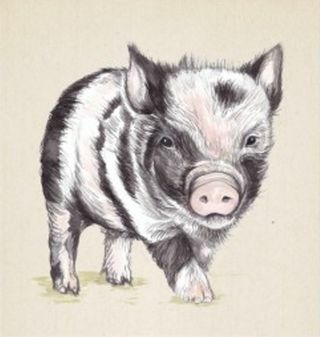 imagen de cerdo