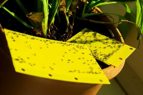 trampa pegajosa amarilla en una planta de interior pt