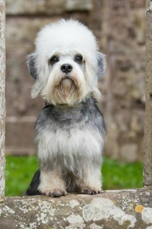 dandi dinmont terrier