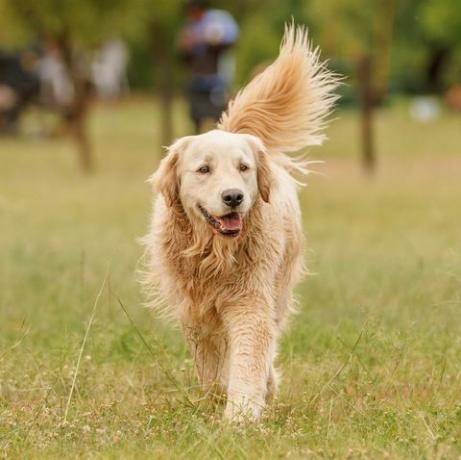 perro perdiguero de oro caminando