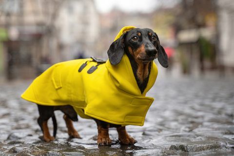lindo perro dachshund, negro y bronceado, vestido con un impermeable amarillo parado en un charco en una calle de la ciudad