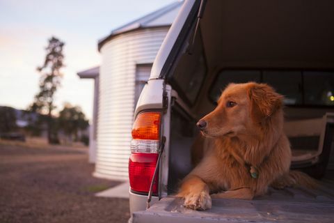 Se insta a los dueños de perros con 4x4 a que presten atención a esta advertencia de salud de los veterinarios: advertencia de arranque del automóvil para perros