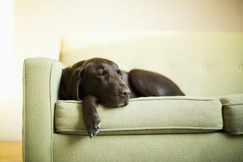 Perro dormido en el sofá verde