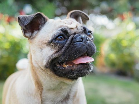 retrato de un pug