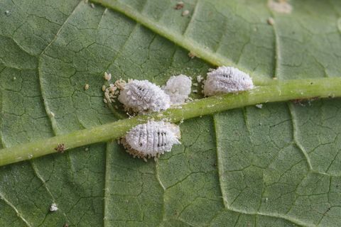 Pseudococcidae y Aphidoidea en la hoja de okra