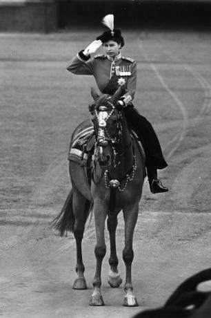 Caballo, brida, mamífero, rienda, cabestro, equitación occidental, arreo, deportes con animales, silla de montar, semental, 