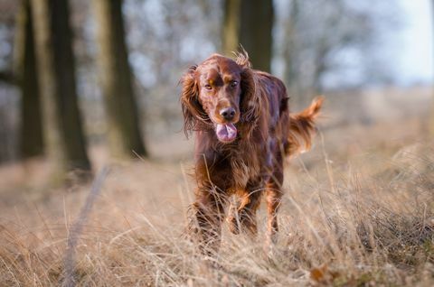 Perro sabueso irlandés