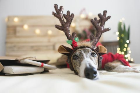 Retrato de galgo con diadema de asta de ciervo