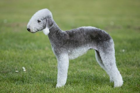 terrier de bedlington